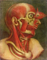 Musculatura de la cara y el cuello, de 